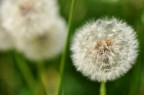 IN ATTESA DI UN SOFFIO DI VENTO IN ATTESA DI UN SOFFIO DI VENTO