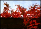 Rosso d'autunno Rosso d'autunno