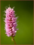 Polygonum bistorta Polygonum bistorta