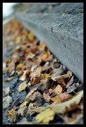 Sapore d'autunno Sapore d'autunno