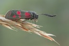 zigaene filipendulae zigaene filipendulae