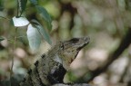 IGUANA IGUANA