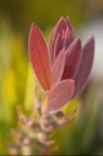 Fiore_1 Fiore_1