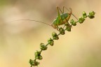 ...Leptophyes Puctatissima... ...Leptophyes Puctatissima...