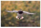 Volando Volando