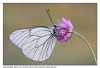 Aporia Aporia