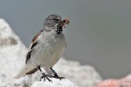 Fringuello alpino (Montifringilla nivalis)