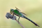 Anax imperator Anax imperator