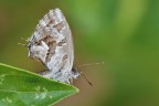 Cacyreus marshalli Cacyreus marshalli
