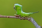 Bruco di Cerura vinula Bruco di Cerura vinula