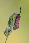 ...Zygaena Filipendulae...