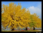 Autunno: il giallo