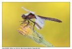 Sympetrum pedemontanum
