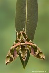 Daphnis nerii .... Daphnis nerii ....