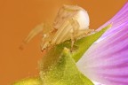Misumenia vatia