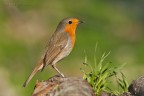 Pettirosso -Erithacus rubecula