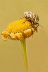 Cimice (close up) Cimice (close up)