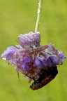 mimetismo viola AGGIUNTO soggetto turchese (unico trovato..) mimetismo viola AGGIUNTO soggetto turchese (unico trovato..)