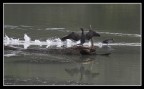 Cormorano e gallinella da corsa