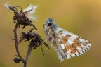 Pyrgus malvoides Pyrgus malvoides