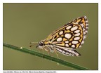 Heteropterus morphaeus... Heteropterus morphaeus...