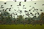 in volo in volo