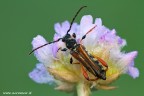 Quest'estate ci siamo dedicati con un po' pi� di attenzione ai coleotteri, spesso ricercandoli nei loro habitat. 
Canon 7D - Sigma 180 mm - f/16 - 1/13 - ISO 500