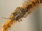 cimice2 cimice2