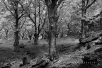 autunno in bn autunno in bn