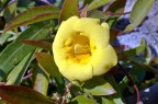 gelsomino giallo gelsomino giallo