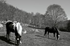 Cavalli e Faggi Invernali Cavalli e Faggi Invernali