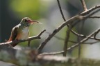 Colibrì di Amazilia (Amazilia amazilia) Colibrì di Amazilia (Amazilia amazilia)
