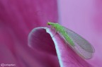 Chrysopa Chrysopa