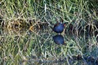 gallinella d'acqua gallinella d'acqua