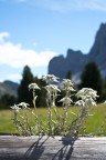 Stelle alpine Stelle alpine