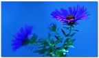 NEL BLU NEL BLU