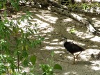 Gallina maldiviana 2 ? Gallina maldiviana 2 ?