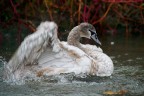 Cigno #1