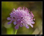 L'ultimo fiore al sole