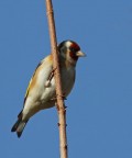 Cardellino Cardellino