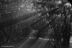 rays rays