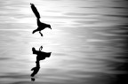 Landing Landing