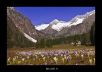 Genova su un letto di Crocus Genova su un letto di Crocus