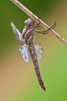 Orthetrum brunneum