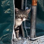 Gatto Nostrano Gatto Nostrano
