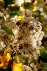 ... ...
