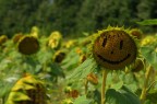 Happy SunFlower Happy SunFlower