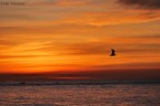 Alba Alba