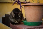 Miao Miao