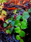 Colori d'autunno Colori d'autunno